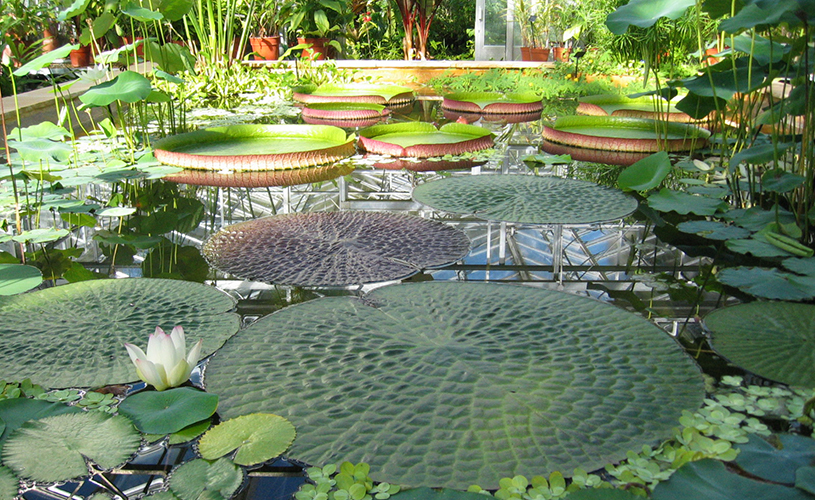 The tropical pool at University of Bristol Botanic Gardens